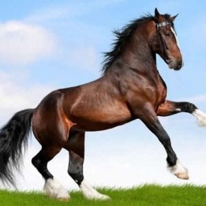 Un bel cavallo